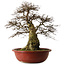 Carpinus coreana yamadori, 63 cm, ± 30 ans, avec un nebari de 28 cm