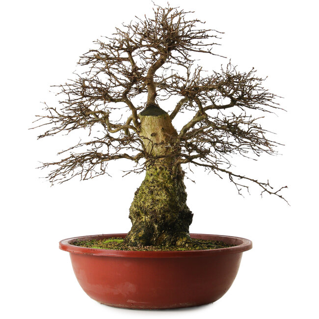 Carpinus coreana yamadori, 63 cm, ± 30 años, con un nebari de 28 cm