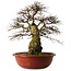 Carpinus coreana yamadori, 63 cm, ± 30 ans, avec un nebari de 28 cm