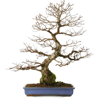 Carpinus coreana yamadori, 65 cm, ± 30 Jahre alt