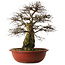 Carpinus coreana yamadori, 63 cm, ± 30 jaar oud, met een nebari van 28 cm