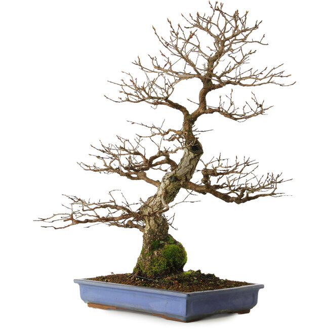 Carpinus coreana yamadori, 65 cm, ± 30 Jahre alt, mit einem Nebari von 16 cm