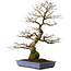 Carpinus coreana yamadori, 65 cm, ± 30 ans, avec un nebari de 16 cm