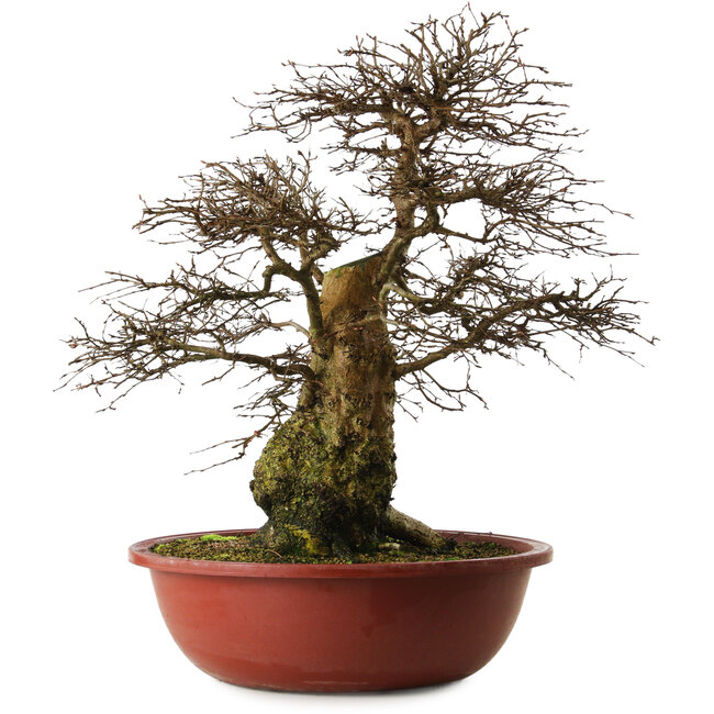 Carpinus coreana yamadori, 63 cm, ± 30 ans, avec un nebari de 28 cm
