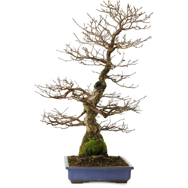 Carpinus coreana yamadori, 65 cm, ± 30 jaar oud, met een nebari van 16 cm