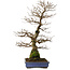 Carpinus coreana yamadori, 65 cm, ± 30 ans, avec un nebari de 16 cm