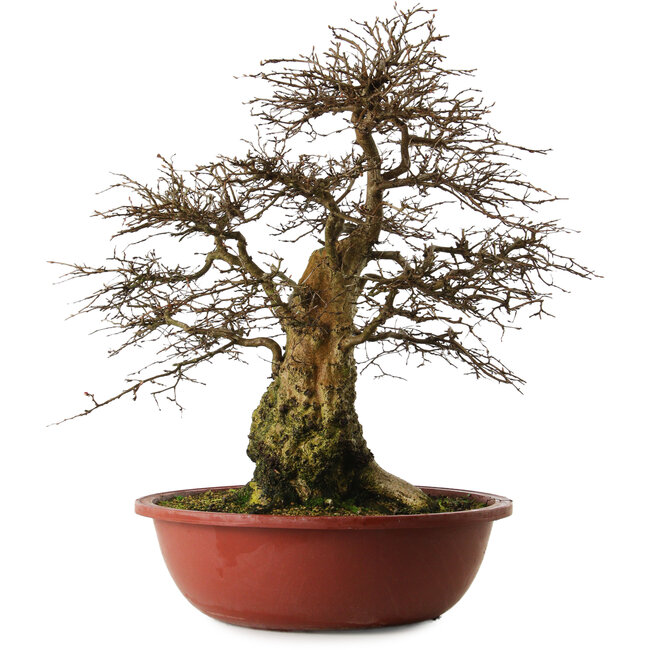 Carpinus coreana yamadori, 63 cm, ± 30 anni, con un nebari di 28 cm