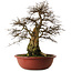 Carpinus coreana yamadori, 63 cm, ± 30 anni, con un nebari di 28 cm