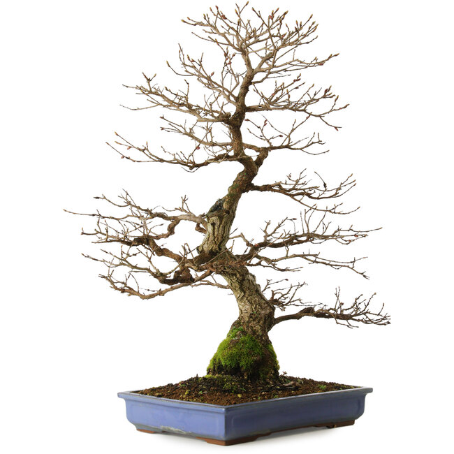 Carpinus coreana yamadori, 65 cm, ± 30 ans, avec un nebari de 16 cm