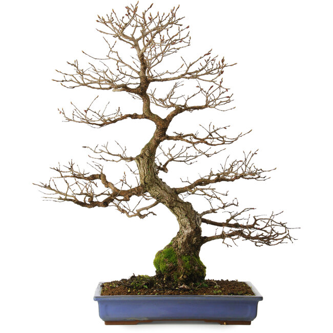 Carpinus coreana yamadori, 65 cm, ± 30 years old, with a nebari of 16 cm