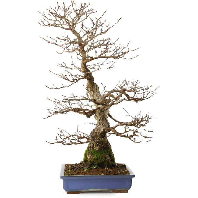 Carpinus coreana yamadori, 65 cm, ± 30 Jahre alt, mit einem Nebari von 16 cm