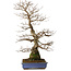 Carpinus coreana yamadori, 65 cm, ± 30 años, con un nebari de 16 cm