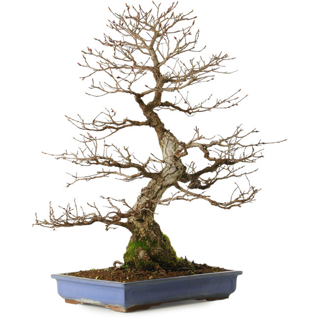 Carpinus coreana yamadori, 65 cm, ± 30 años, con un nebari de 16 cm