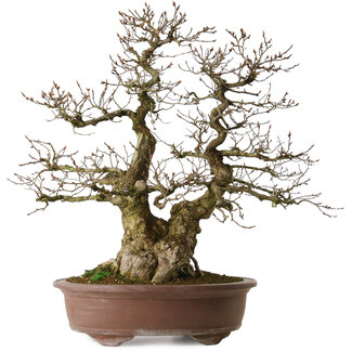 Carpinus coreana yamadori, 60 cm, ± 35 Jahre alt