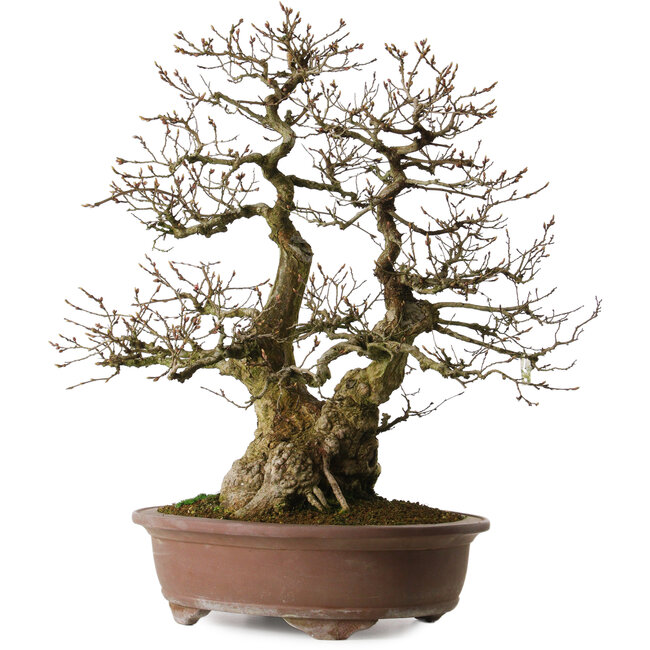 Carpinus coreana yamadori, 60 cm, ± 35 años, con un nebari de 20 cm