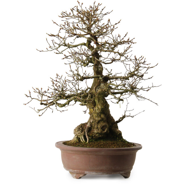 Carpinus coreana yamadori, 60 cm, ± 35 anni, con un nebari di 20 cm