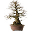 Carpinus coreana yamadori, 60 cm, ± 35 years old, with a nebari of 20 cm