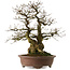 Carpinus coreana yamadori, 60 cm, ± 35 ans, avec un nebari de 20 cm