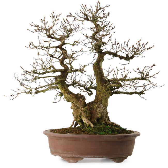 Carpinus coreana yamadori, 60 cm, ± 35 ans, avec un nebari de 20 cm