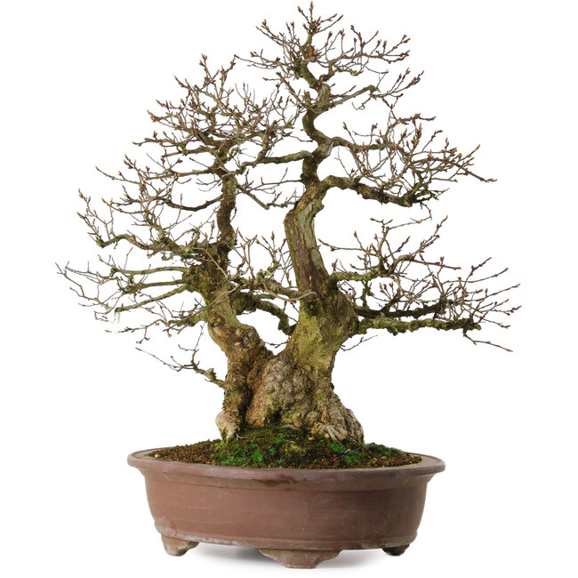 Carpinus coreana yamadori, 60 cm, ± 35 años, con un nebari de 20 cm