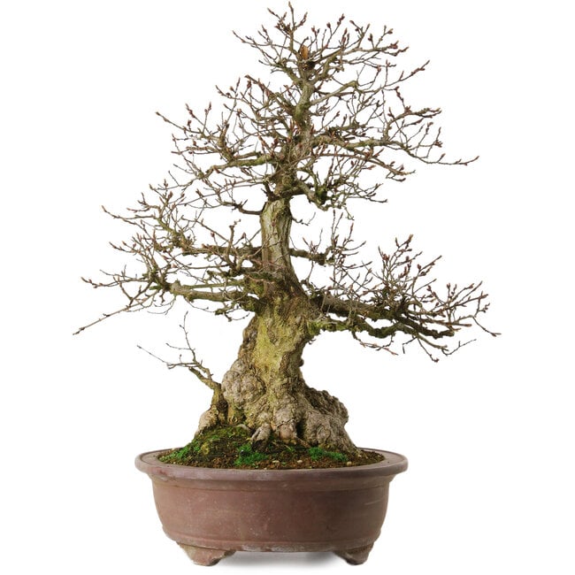 Carpinus coreana yamadori, 60 cm, ± 35 anni, con un nebari di 20 cm