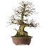 Carpinus coreana yamadori, 60 cm, ± 35 years old, with a nebari of 20 cm