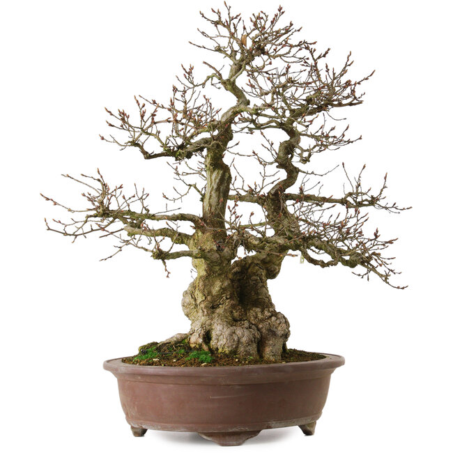 Carpinus coreana yamadori, 60 cm, ± 35 ans, avec un nebari de 20 cm