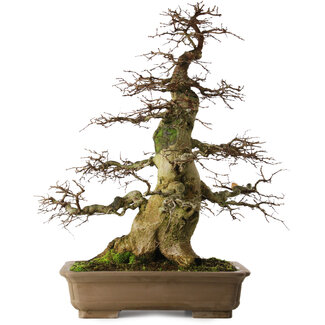 Carpinus coreana yamadori, 75 cm, ± 45 ans