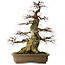Carpinus coreana yamadori, 75 cm, ± 45 años, con un nebari de 37 cm