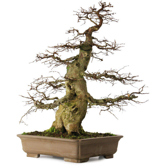 Carpinus coreana yamadori, 75 cm, ± 45 anni, con un nebari di 37 cm