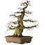 Carpinus coreana yamadori, 75 cm, ± 45 jaar oud, met een nebari van 37 cm