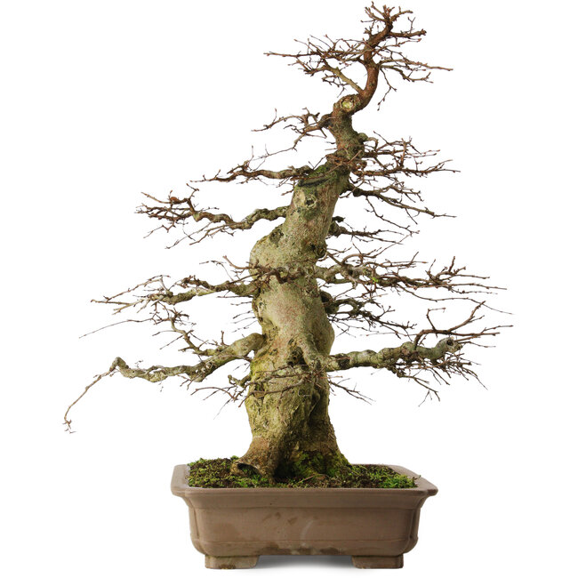 Carpinus coreana yamadori, 75 cm, ± 45 years old, with a nebari of 37 cm