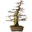 Carpinus coreana yamadori, 75 cm, ± 45 Jahre alt, mit einem Nebari von 37 cm