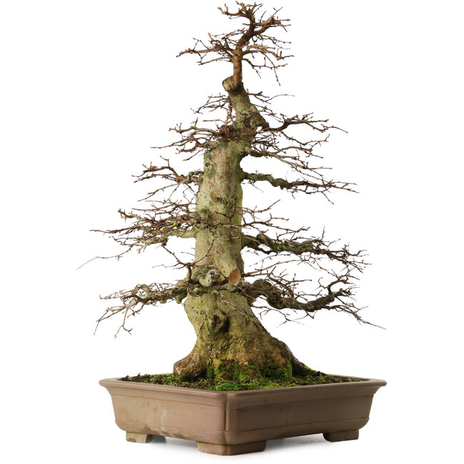 Carpinus coreana yamadori, 75 cm, ± 45 jaar oud, met een nebari van 37 cm