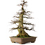 Carpinus coreana yamadori, 75 cm, ± 45 years old, with a nebari of 37 cm