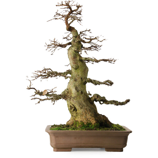 Carpinus coreana yamadori, 75 cm, ± 45 anni, con un nebari di 37 cm