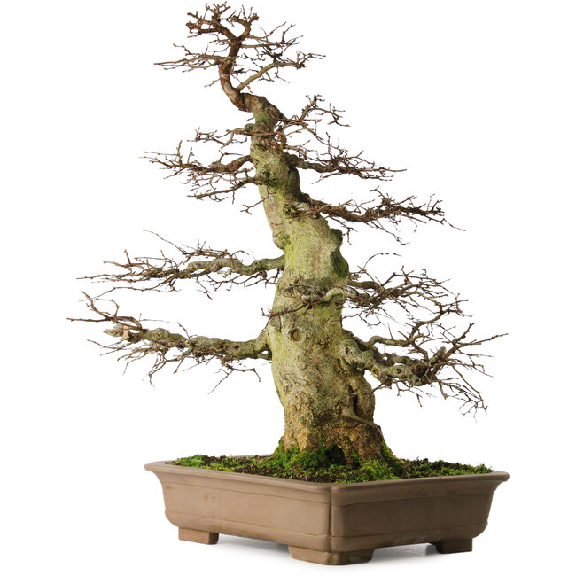 Carpinus coreana yamadori, 75 cm, ± 45 ans, avec un nebari de 37 cm