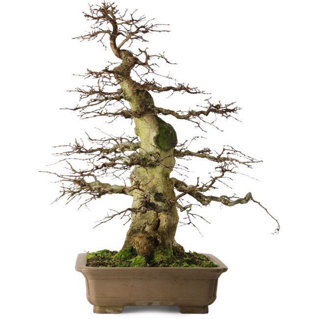 Carpinus coreana yamadori, 75 cm, ± 45 anni, con un nebari di 37 cm