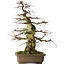 Carpinus coreana yamadori, 75 cm, ± 45 anni, con un nebari di 37 cm