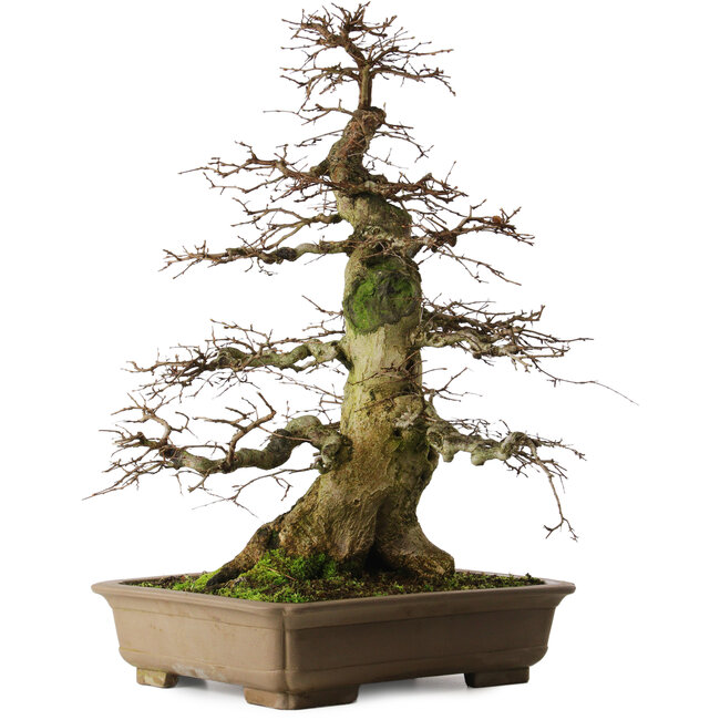 Carpinus coreana yamadori, 75 cm, ± 45 jaar oud, met een nebari van 37 cm