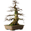 Carpinus coreana yamadori, 75 cm, ± 45 jaar oud, met een nebari van 37 cm