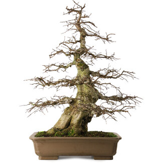 Carpinus coreana yamadori, 75 cm, ± 40 years old