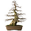 Carpinus coreana yamadori, 75 cm, ± 40 years old, with a nebari of 29 cm