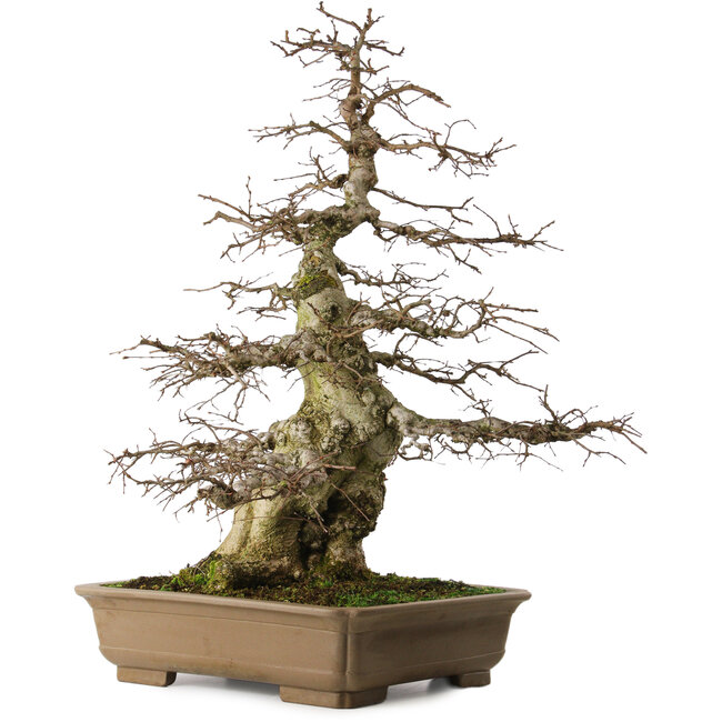Carpinus coreana yamadori, 75 cm, ± 40 jaar oud, met een nebari van 29 cm