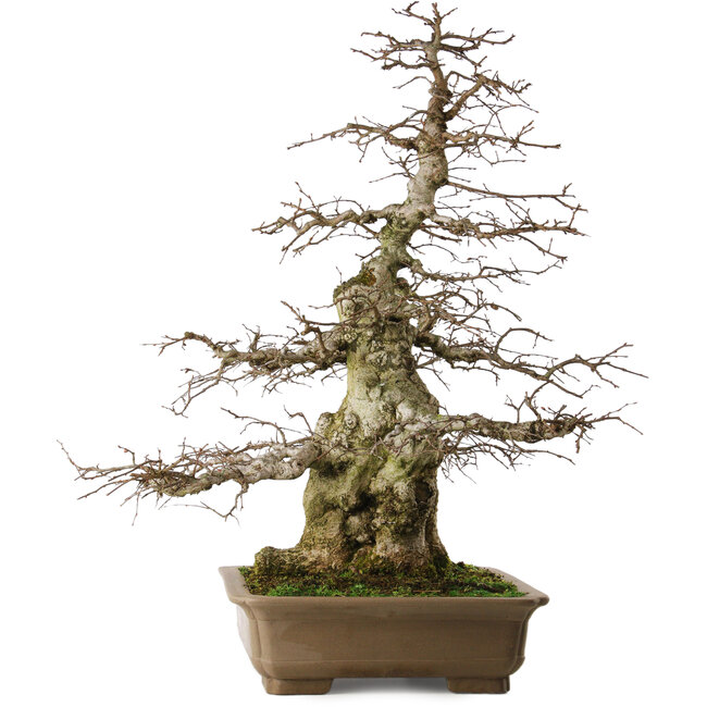 Carpinus coreana yamadori, 75 cm, ± 40 jaar oud, met een nebari van 29 cm