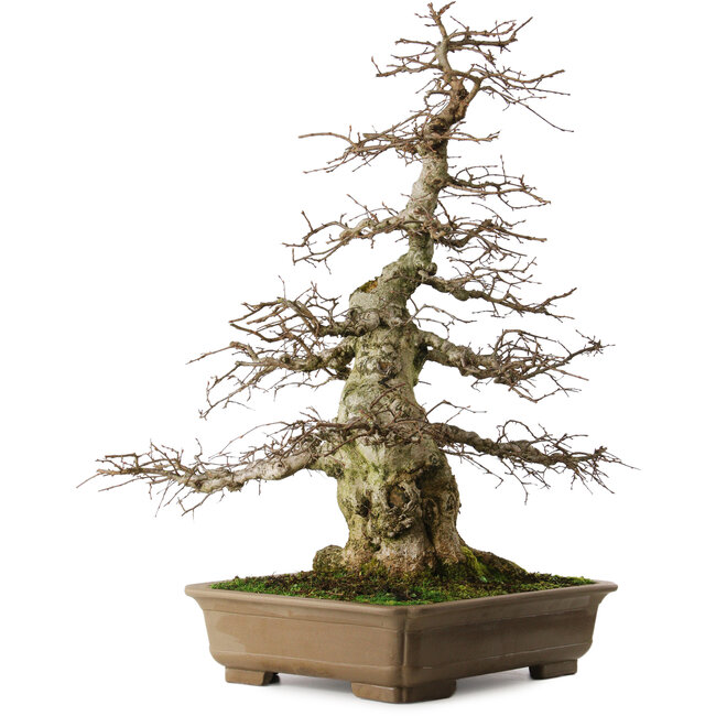 Carpinus coreana yamadori, 75 cm, ± 40 anni, con un nebari di 29 cm