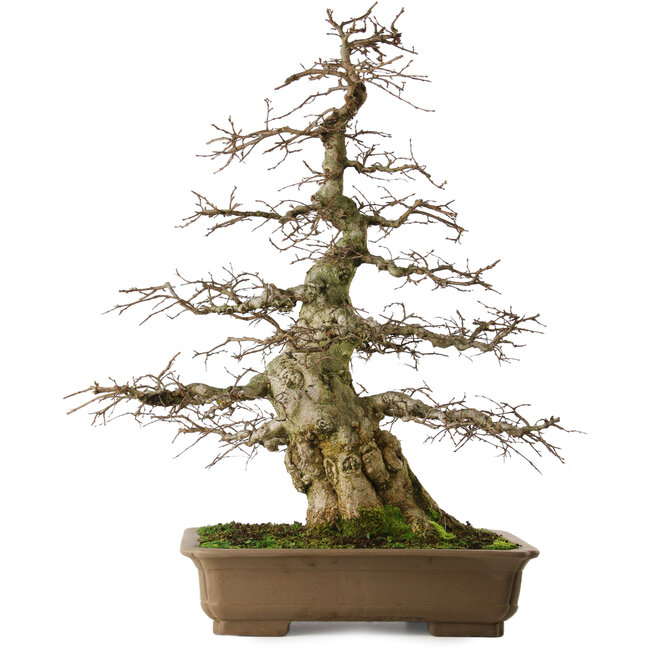 Carpinus coreana yamadori, 75 cm, ± 40 Jahre alt, mit einem Nebari von 29 cm