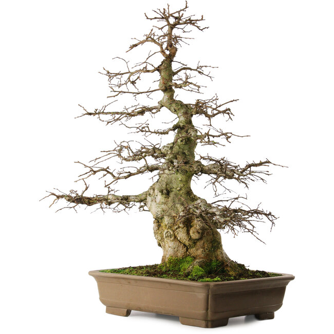 Carpinus coreana yamadori, 75 cm, ± 40 años, con un nebari de 29 cm