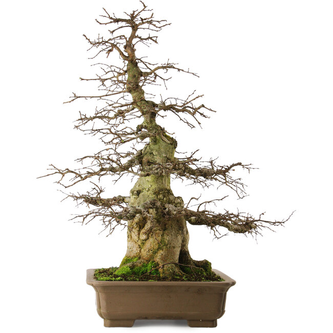 Carpinus coreana yamadori, 75 cm, ± 40 ans, avec un nebari de 29 cm