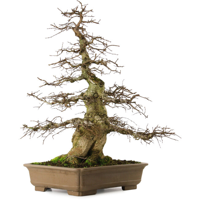 Carpinus coreana yamadori, 75 cm, ± 40 anni, con un nebari di 29 cm